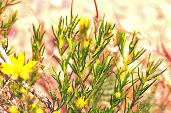 Pricklyleaf Dogweed leaves are green and the blades are long, needle-shaped and pointed as shown. Thymophylla acerosa